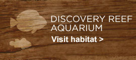 Discovery Reef Aquarium. Visit habitat.