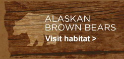 Alaskan Brown Bears. Visit habitat.