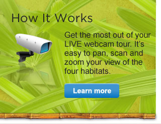 How it works Get the most out of your LIVE webcam tour. It's easy to pan, scan and zoom your view of the four habitats. Learn more.
