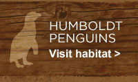 Humboldt Penguins. Visit habitat.