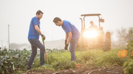 Farmers in field