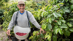A farmer picking berries on a farm
