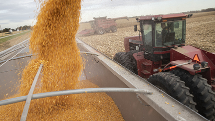Corn harvest