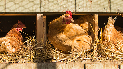 Get the most out of raising backyard chickens