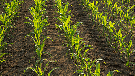 Plan ahead to help keep your crop on schedule