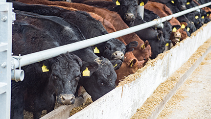 Cómo manejar los riesgos de cambiar las fuentes de alimento para ganado