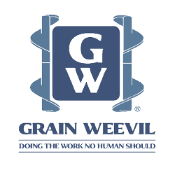 Grain Weevil
