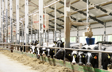 /staticassets/agrm-livestock-245774528_431x243_tcm108-108484.jpg