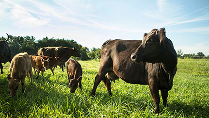 cows in field