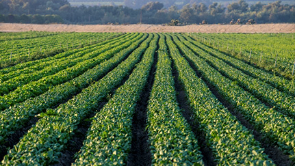 What are carbon markets in agriculture?