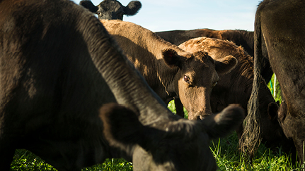 Navigating the U.S. cattle cycle