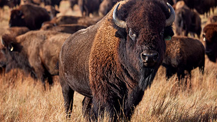 Considera expandir tu rebaño con bisontes
