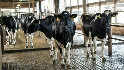 Preventing milk contamination on dairy farms