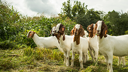 goats grazing