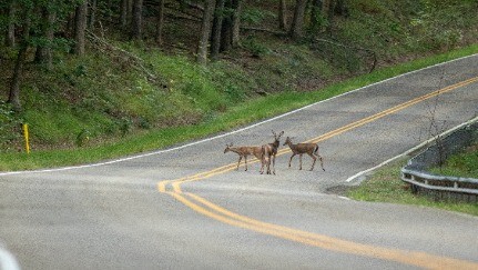 7 Safe driving tips during deer season