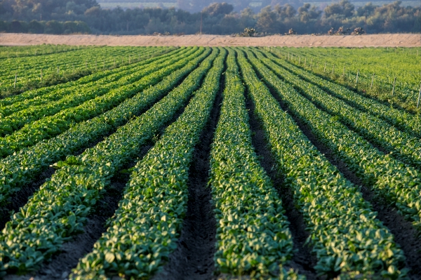What are carbon markets in agriculture?