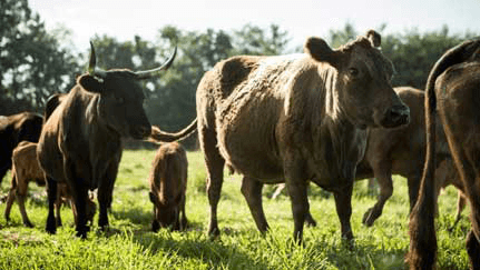 Livestock insurance