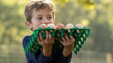 Child carrying pallet of eggs on a farm