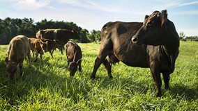 The risks of value-added beef agreements