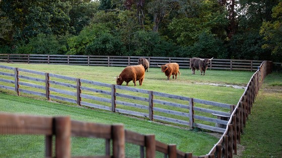 A landscape view of farmland with grazing cows