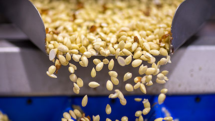 Corn seed on conveyor belt
